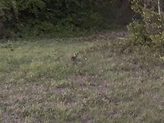 Sylvilagus palustris