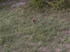 Sylvilagus palustris