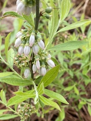Vaccinium tenellum