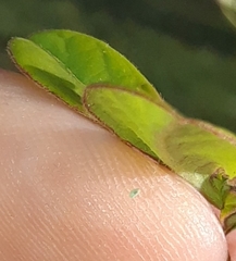 Hexapoda
