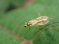 Aglaostigma lichtwardti