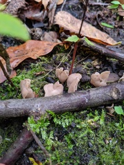 Helvella levis
