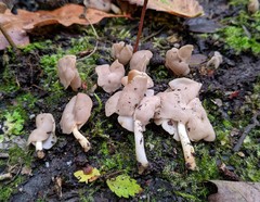 Helvella levis