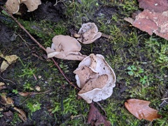 Helvella levis