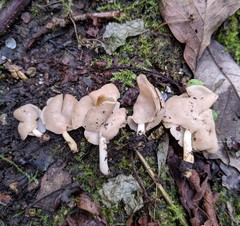 Helvella levis