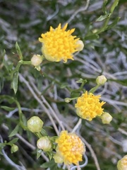 Acamptopappus