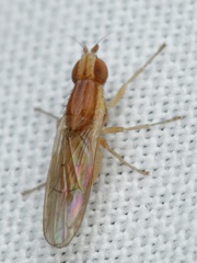 Trigonometopsis binotata