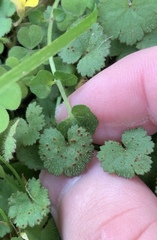 Puccinia hydrocotyles
