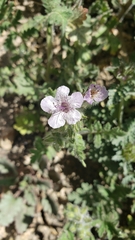 Phacelia cicutaria hispida