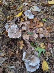Tricholoma pullum