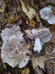 Tricholoma pullum