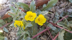 Camissoniopsis confusa