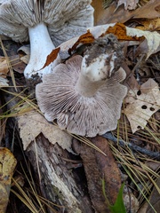 Tricholoma pullum