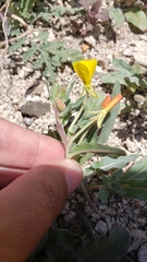 Camissoniopsis confusa