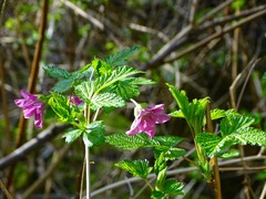 Rubus spectabilis