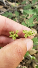 Osmorhiza brachypoda