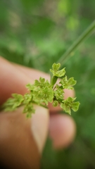 Osmorhiza brachypoda