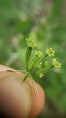 Osmorhiza brachypoda