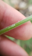 Osmorhiza brachypoda