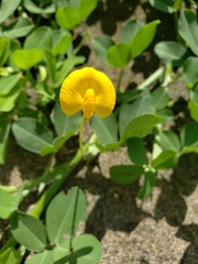 Arachis pintoi image