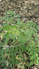 Osmorhiza brachypoda
