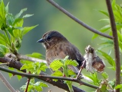 Melospiza melodia
