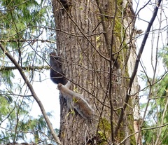 Sciurus carolinensis
