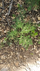 Osmorhiza brachypoda