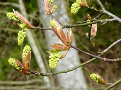 Acer macrophyllum