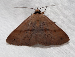 Ophyx eurrhoa