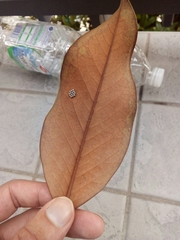 Pentatomidae