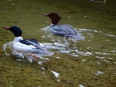 Mergus merganser