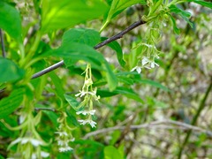 Oemleria cerasiformis