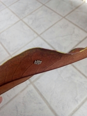 Pentatomidae