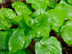 Maianthemum dilatatum