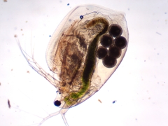 Simocephalus exspinosus