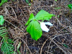 Trillium ovatum