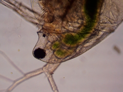 Simocephalus exspinosus