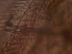 Simocephalus exspinosus