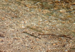 Oncorhynchus kisutch