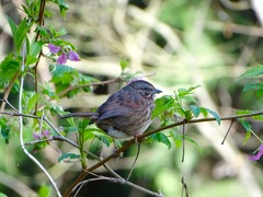 Melospiza melodia
