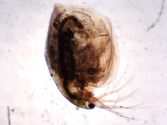 Simocephalus exspinosus