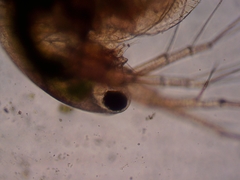 Simocephalus exspinosus