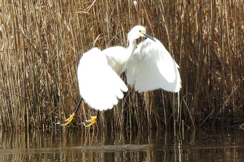 Snowy Egret photographed in Maryland