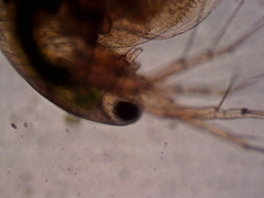 Simocephalus exspinosus