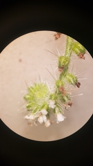 Cryptantha microstachys