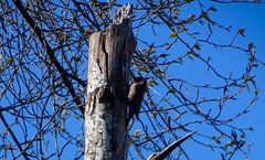 Colaptes auratus