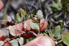Quercus intricata