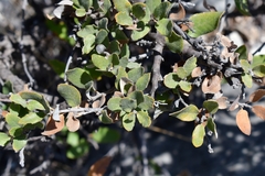 Quercus intricata