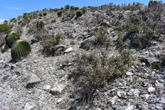 Quercus intricata